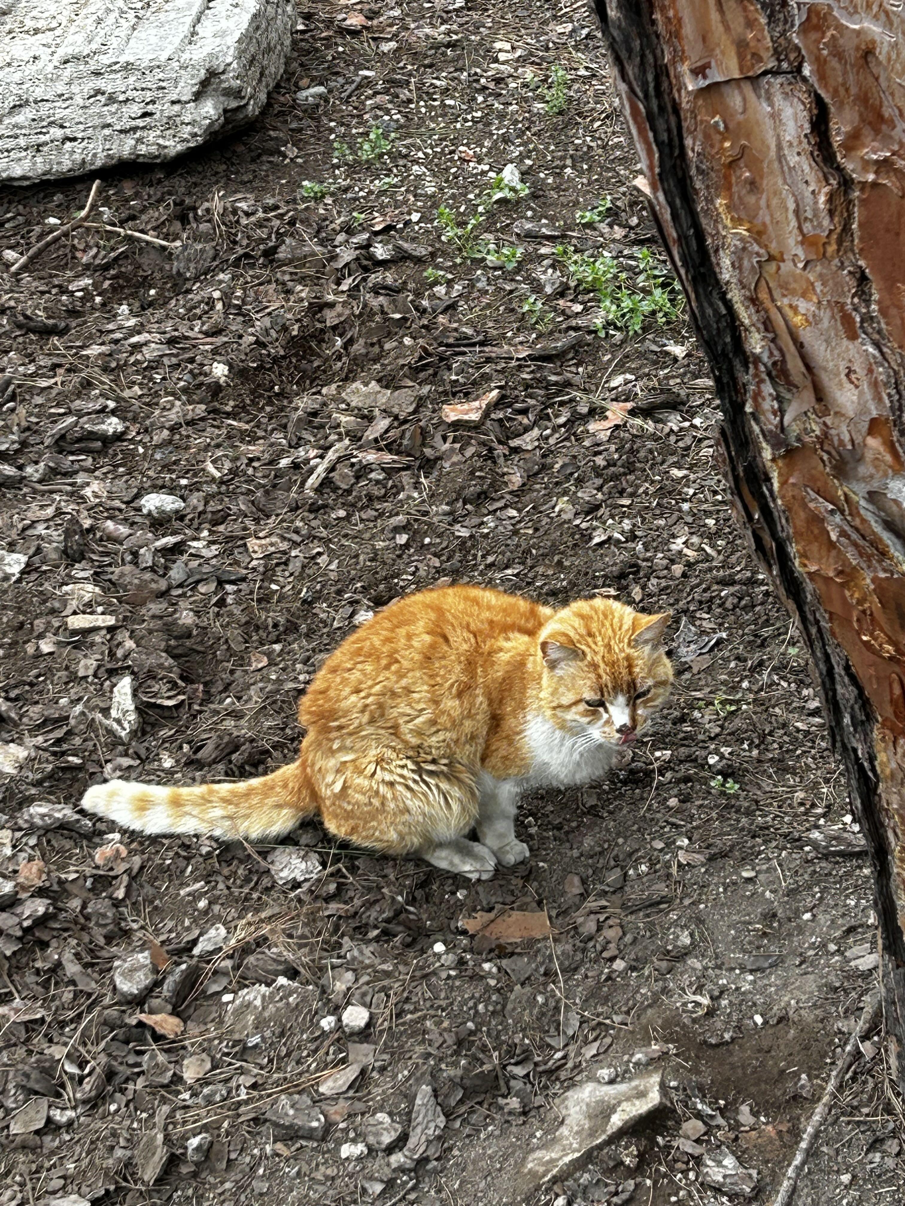 トッレ・アルジェンティーナ広場